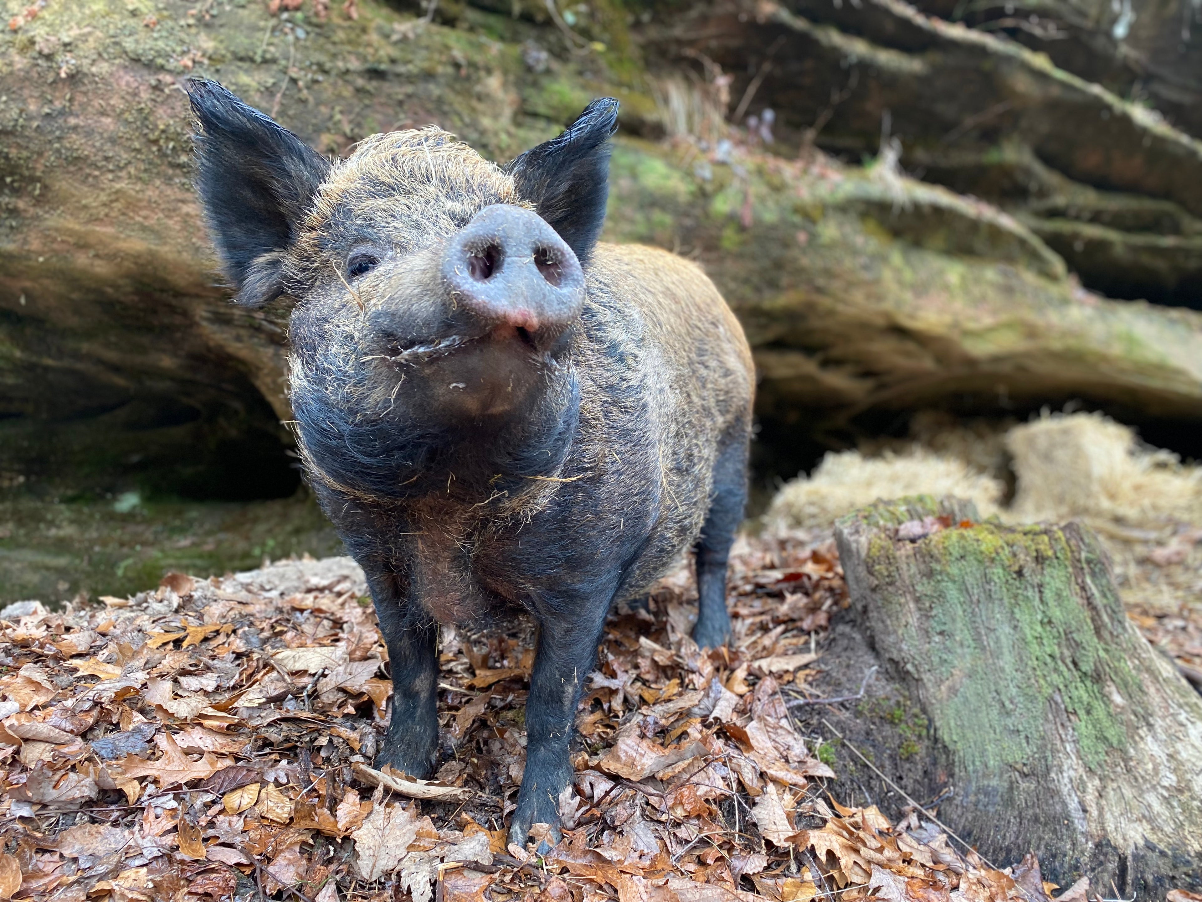 Sanctuary Connections