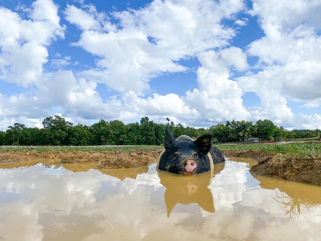 Swamp Me Now (Citrus Grove) - Handcrafted, Cruelty-Free Swamp Soap