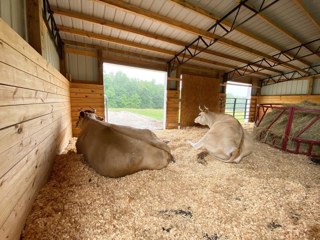 Gift a Round Bale to the Cows
