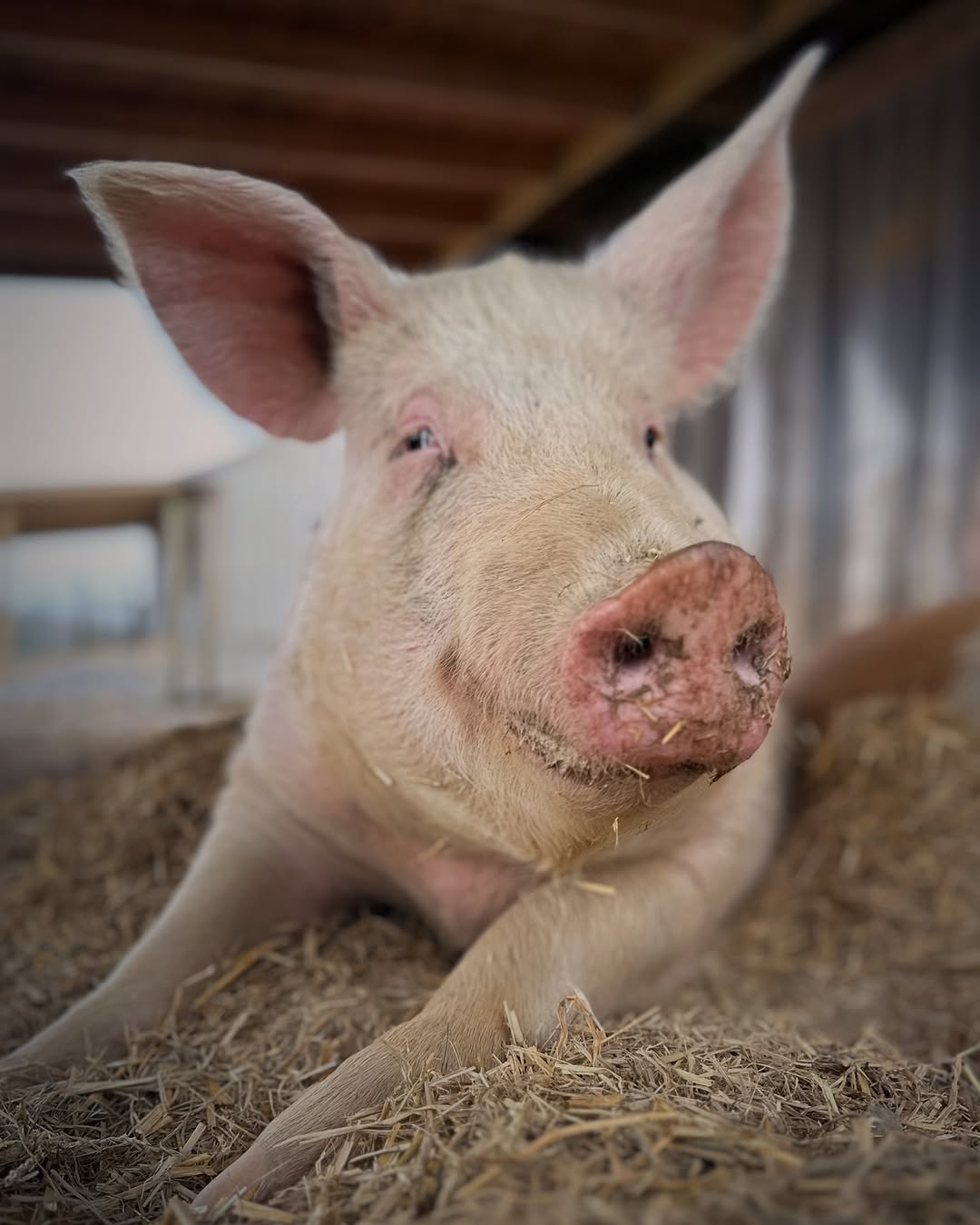 GIFT a 16 oz Tub of Sunscreen (20% Zinc Oxide)