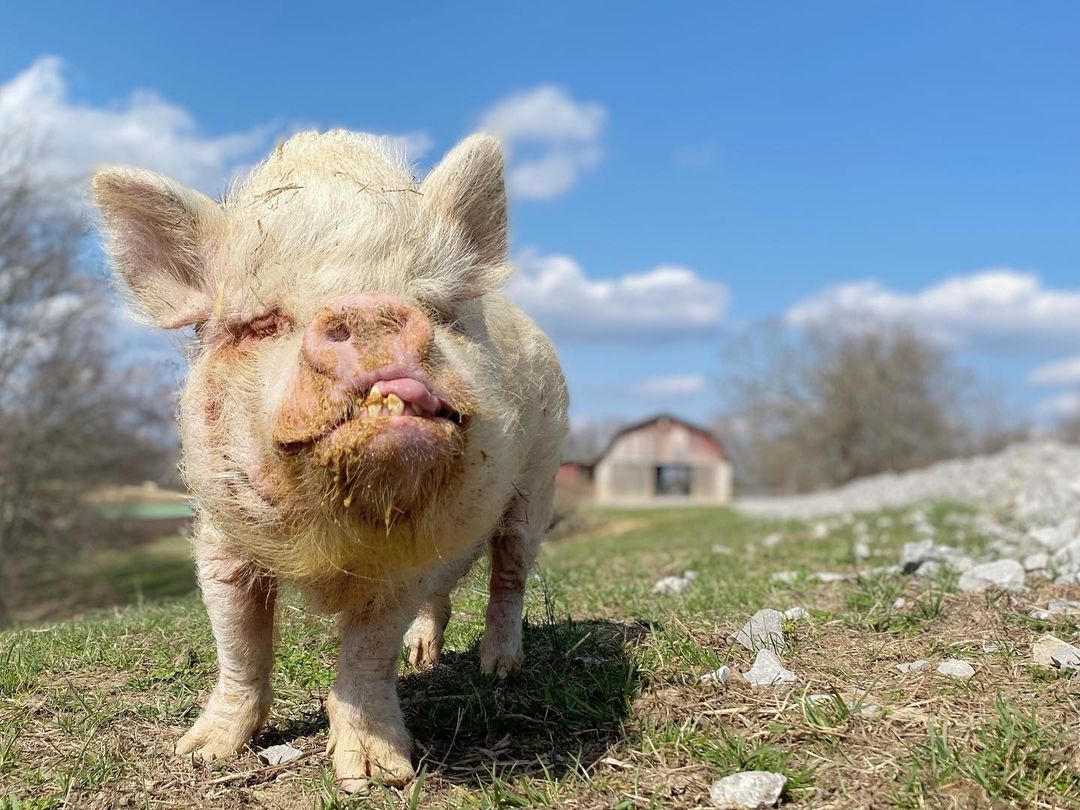 GIFT a 16 oz Tub of Sunscreen (20% Zinc Oxide)
