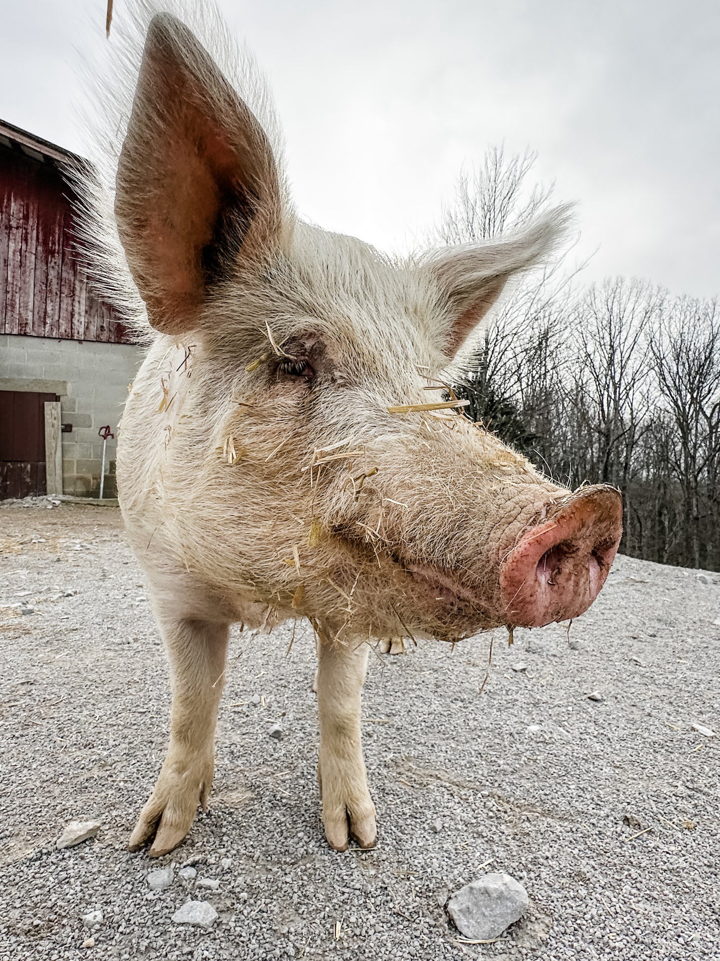 Pig of the Woods (Tea Tree Cedarwood) - Handcrafted, Cruelty-Free Swamp Soap