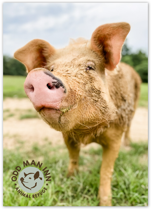 Pack of Pinkies – 7 Flatcards with Envelopes (5” x 7”)