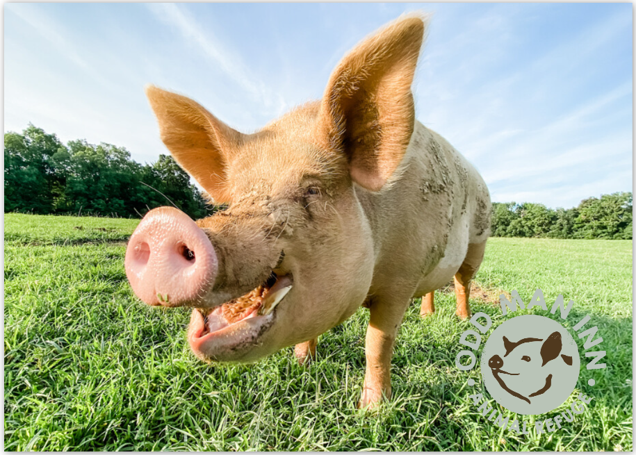 Pack of Pinkies – 7 Flatcards with Envelopes (5” x 7”)