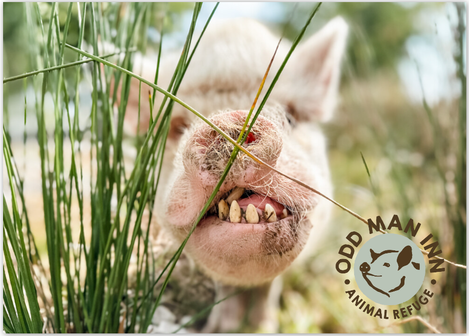 Pack of Pinkies – 7 Flatcards with Envelopes (5” x 7”)