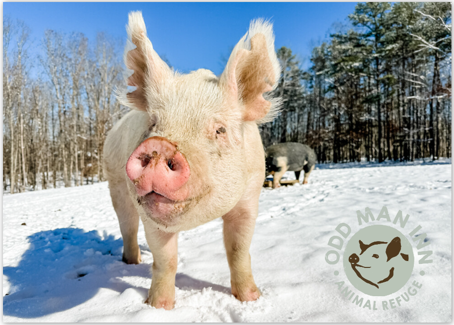 Pack of Pinkies – 7 Flatcards with Envelopes (5” x 7”)