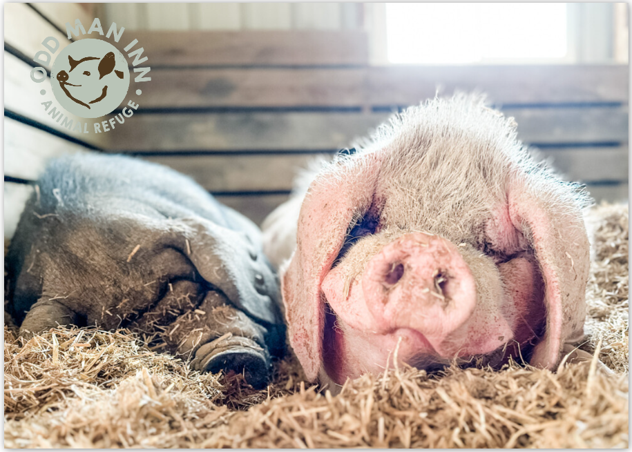 Pack of Pinkies – 7 Flatcards with Envelopes (5” x 7”)