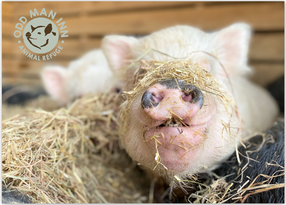 Pack of Pinkies – 7 Flatcards with Envelopes (5” x 7”)