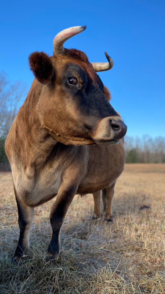 Postcard from Popcorn