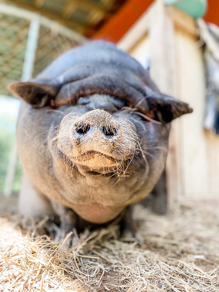 FaceTime with Frances