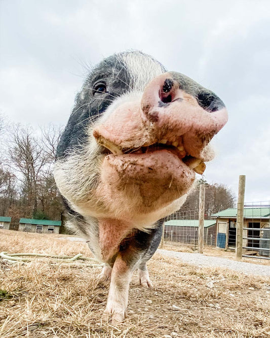 Private Melvin's Mail