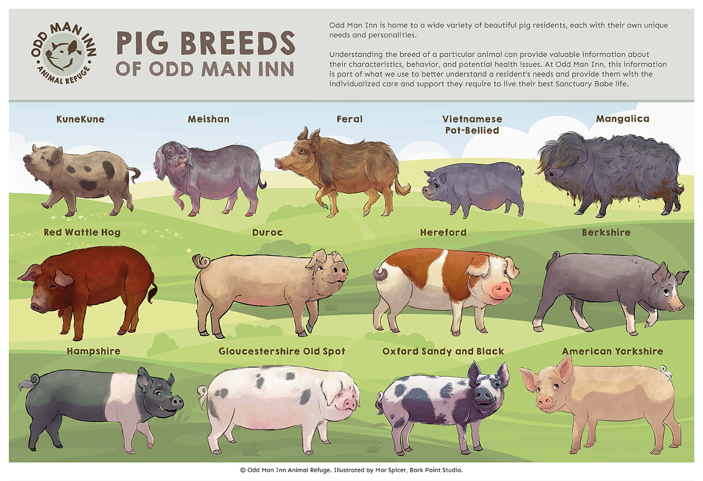 Pig Breeds Of Odd Man Inn An Illustrated Guide Odd Man Inn Online Pig Breeds Of Odd Man Inn An Illustrated Guide Odd Man Inn Online
