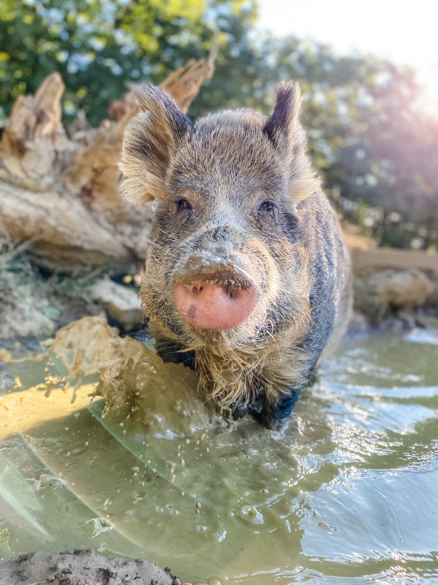 Charity's Campaign Store