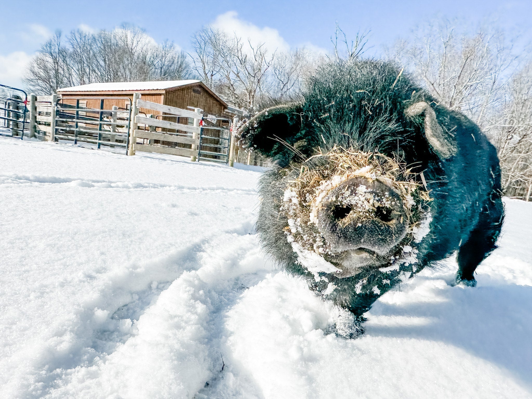 Edward's Campaign Store