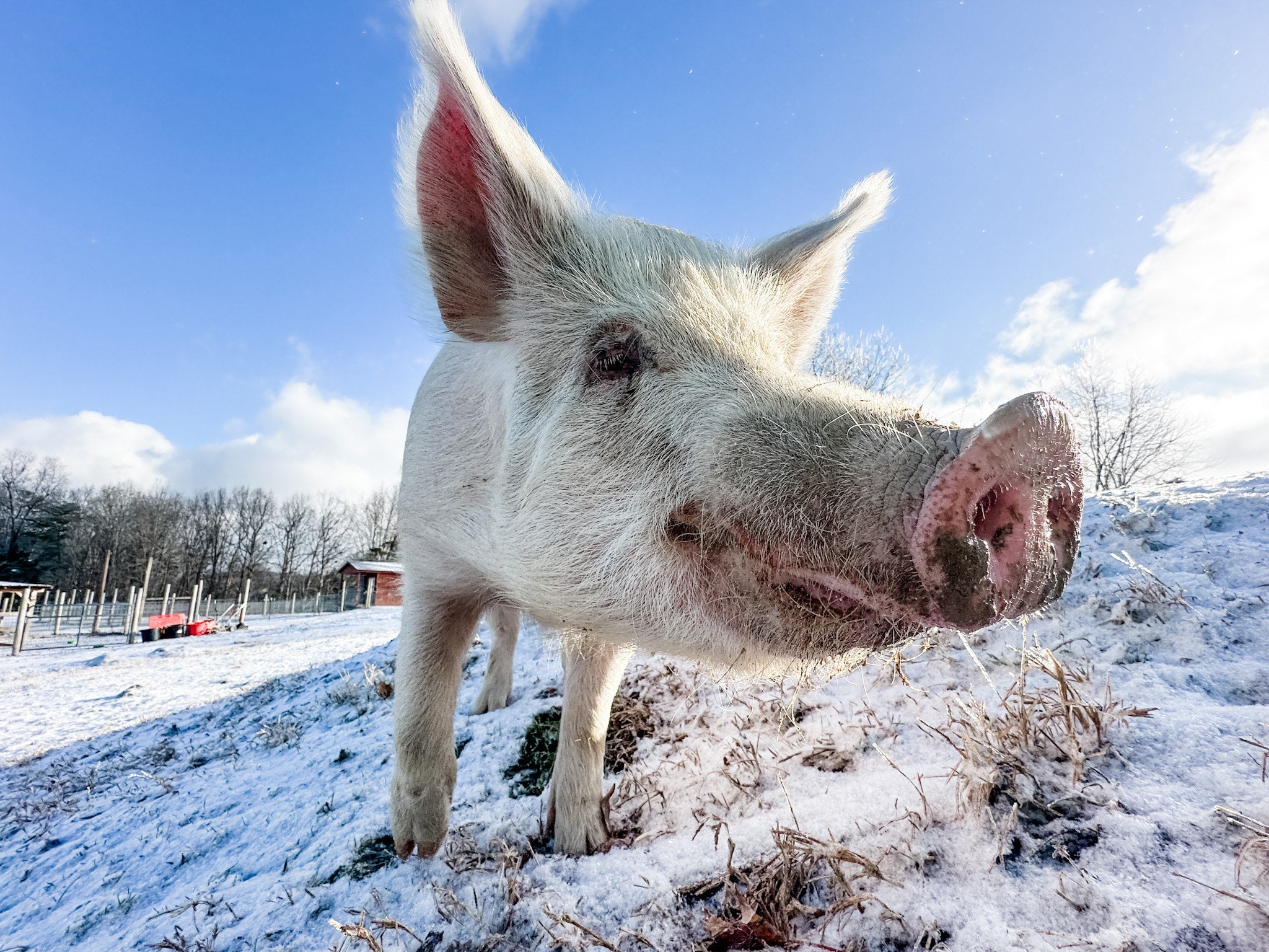 Ozzie's Campaign Store