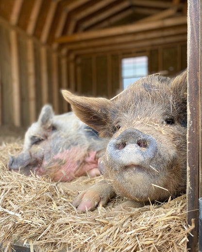 Gin Yoda with a Twist (Tea Blossom) - Handcrafted, Cruelty-Free Swamp Soap