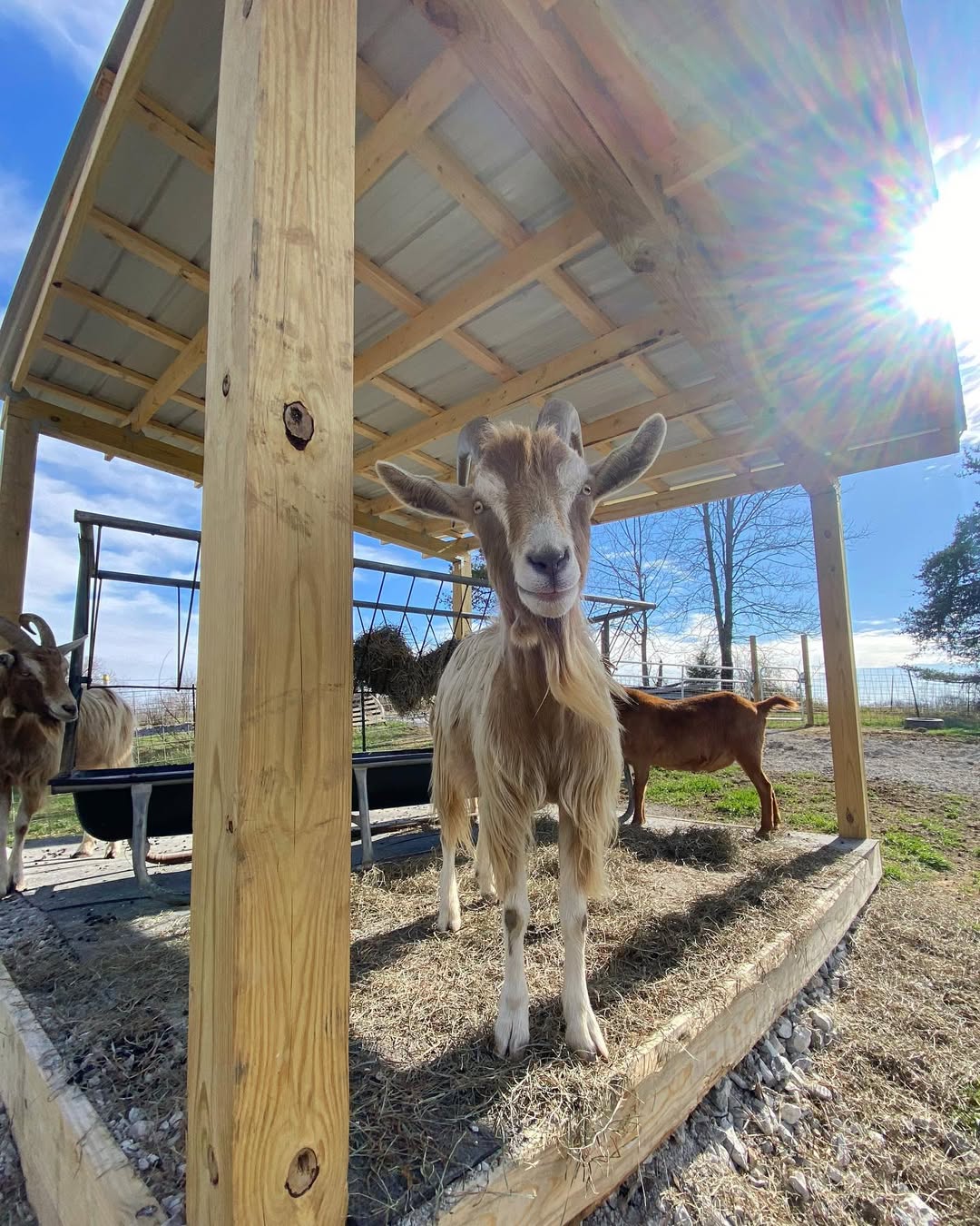 Gift a Square Bale to the Goats