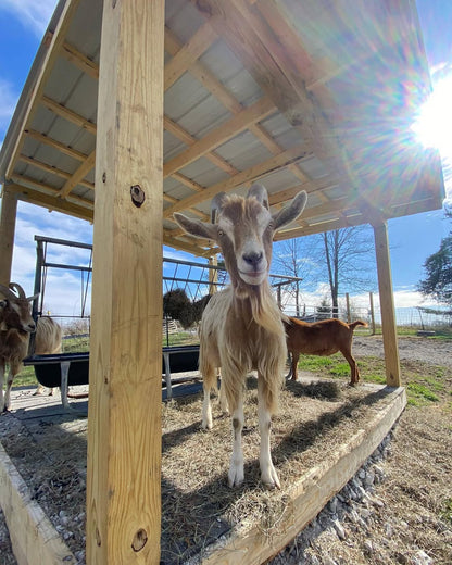 Gift a Square Bale to the Goats