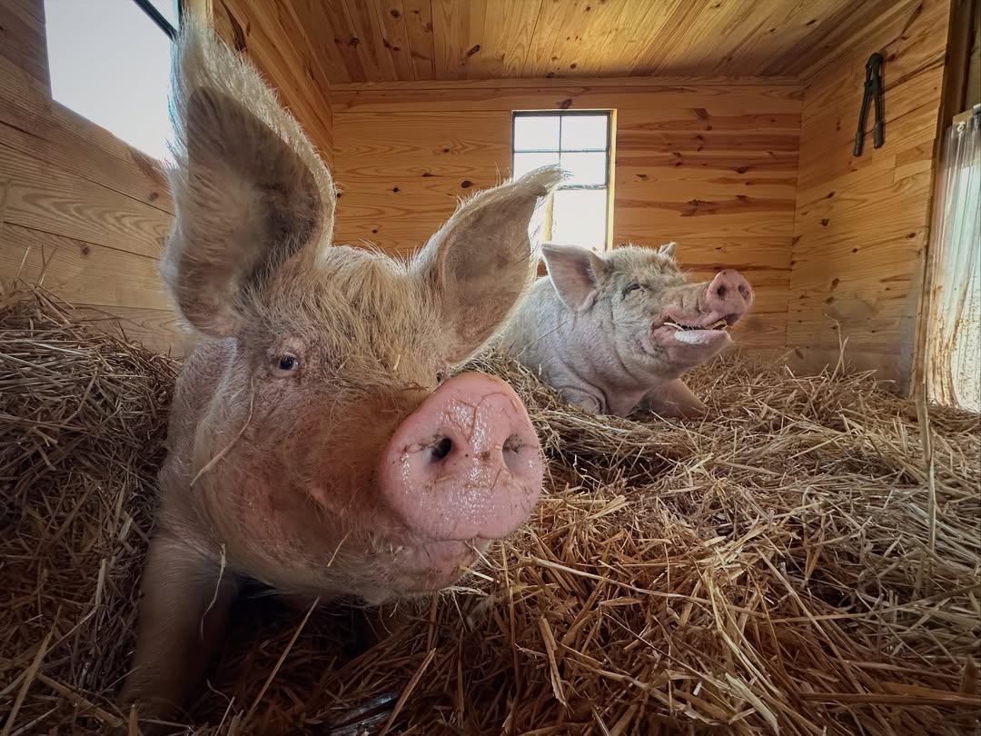 Gift a Bale of Bedding to the Pigs