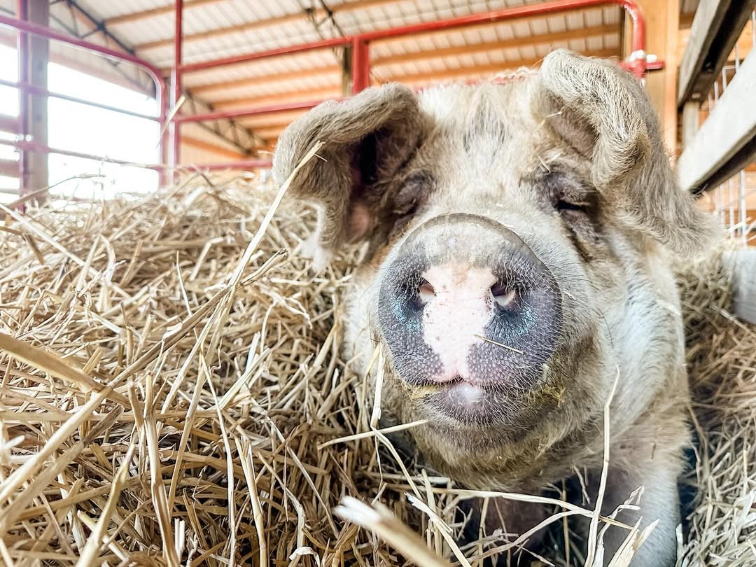 Gift a Bale of Bedding to the Pigs