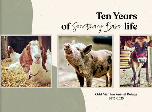 2025 Odd Man Inn Yearbook (LIMITED EDITION)