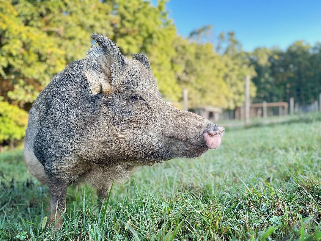 Big Boss Charity (Chamomile–Apricot) - Handcrafted, Cruelty-Free Swamp Soap