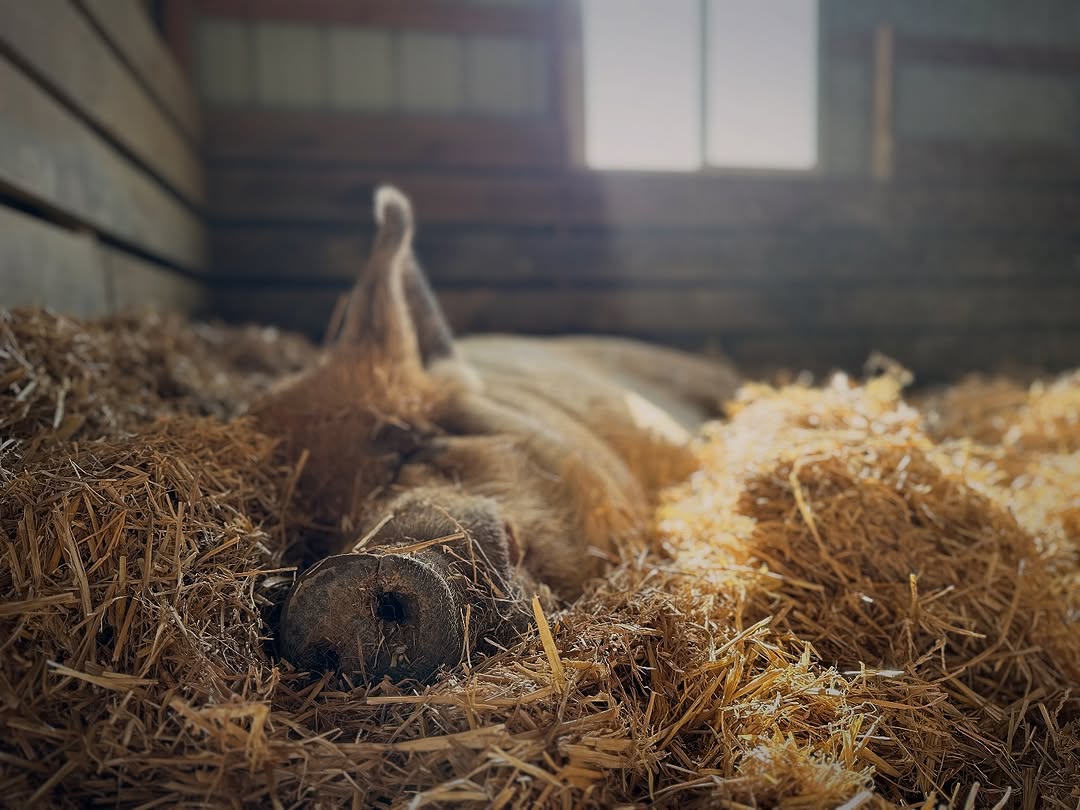 Gift a Bale of Bedding to the Pigs