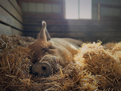 Gift a Bale of Bedding to the Pigs