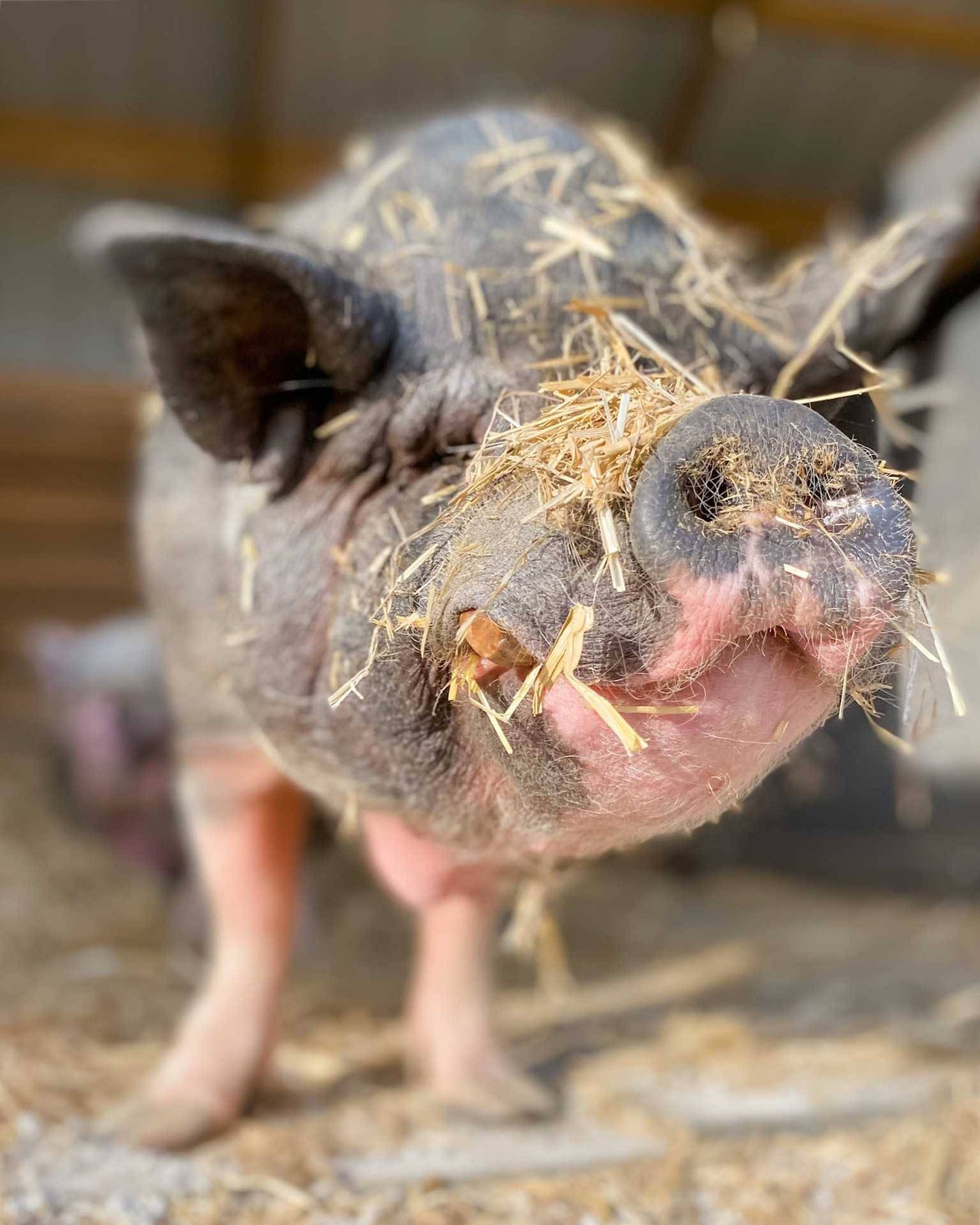 Hoopty-Doo Biting Bar of Doom (Lavender) - Handcrafted, Cruelty-Free Swamp Soap