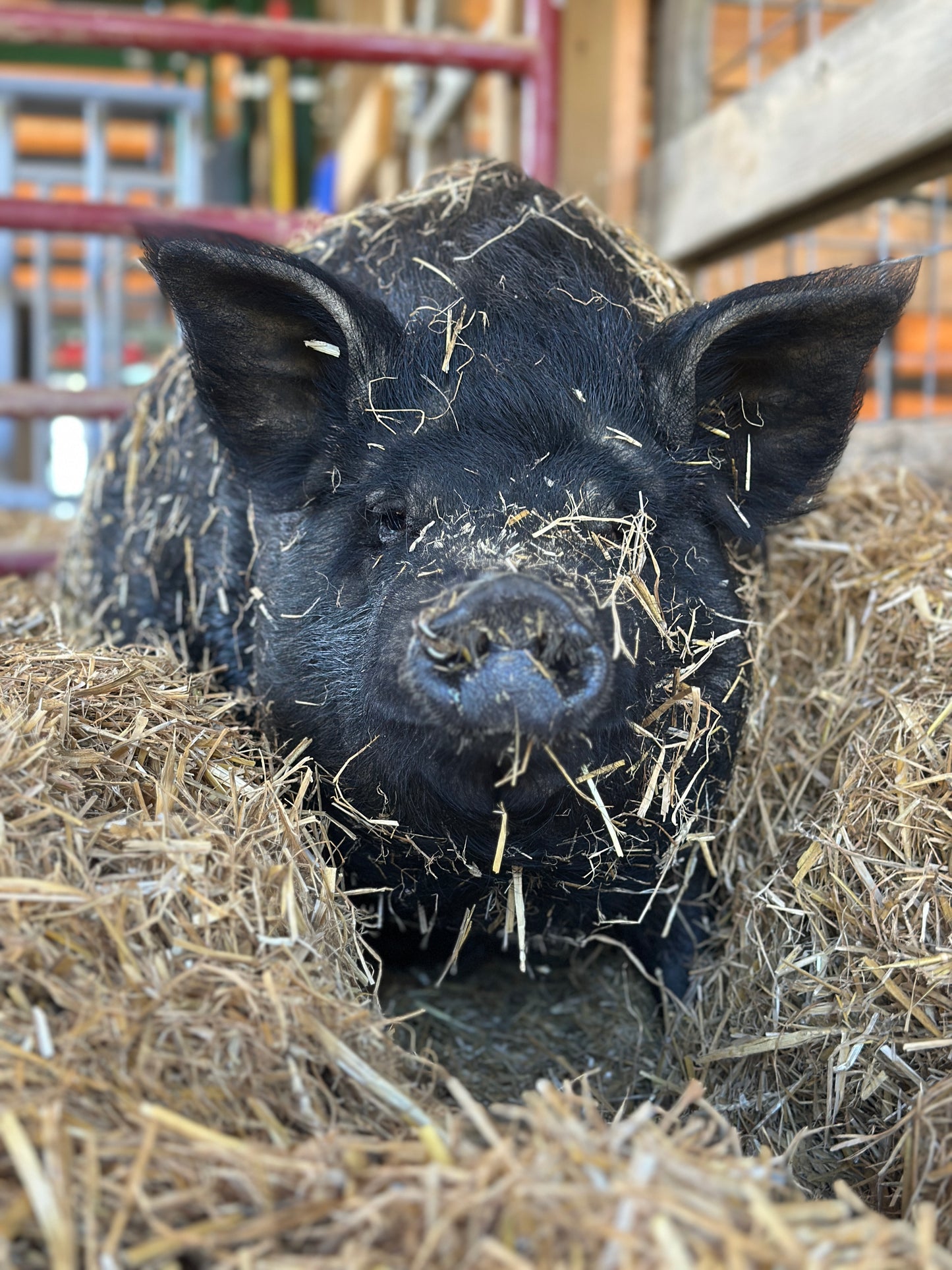 Gift a Bale of Bedding to the Pigs
