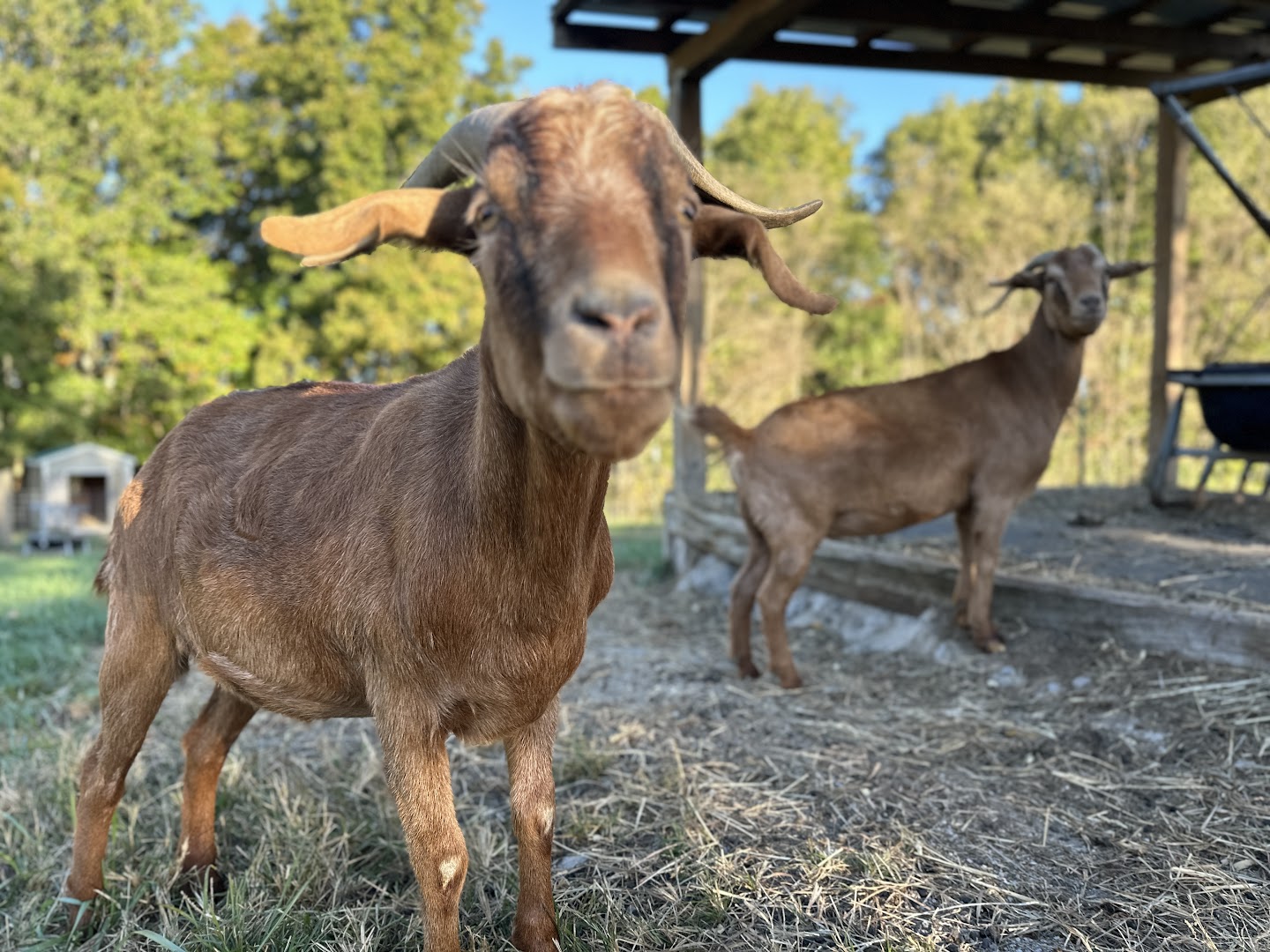 Gift a Square Bale to the Goats