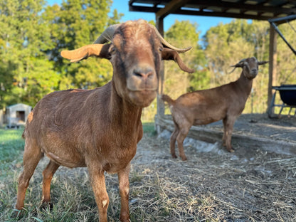 Gift a Square Bale to the Goats