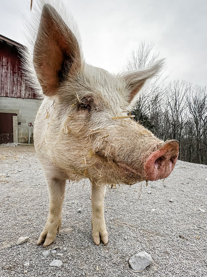 Pig of the Woods (Tea Tree Cedarwood) - Handcrafted, Cruelty-Free Swamp Soap