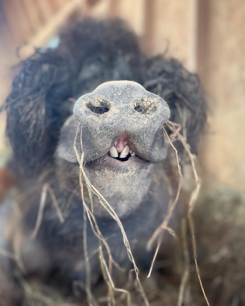 Sid the Swamp Soap (Vanilla Raspberry) - Handcrafted, Cruelty-Free Swamp Soap