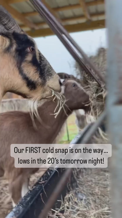 Gift a Square Bale to the Goats