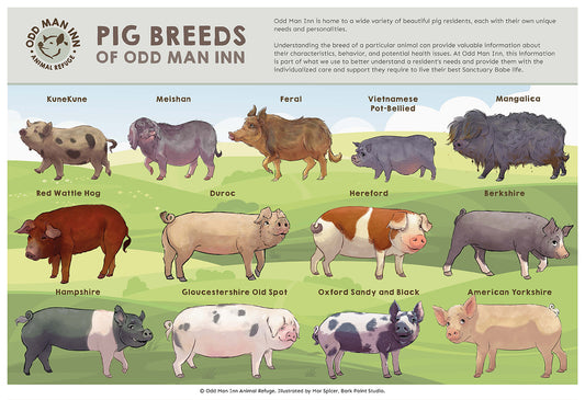 Pig Breeds of Odd Man Inn: An Illustrated Guide