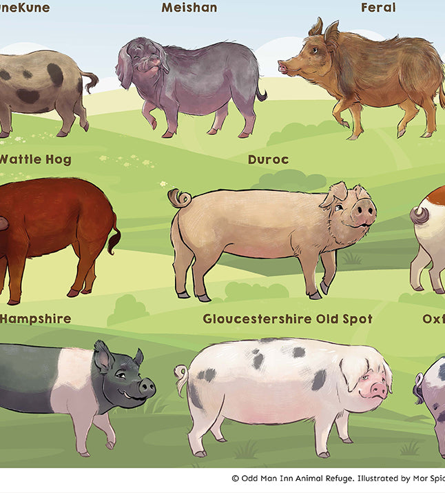 Pig Breeds of Odd Man Inn: An Illustrated Guide