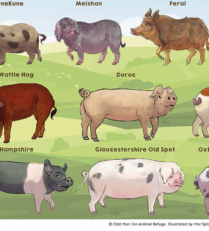Pig Breeds Of Odd Man Inn An Illustrated Guide Odd Man Inn Online pig-breeds-of-odd-man-inn-an-illustrated-guide-odd-man-inn-online